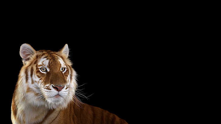 tiger wallpaper, photography, mammals, cat, simple background, HD wallpaper