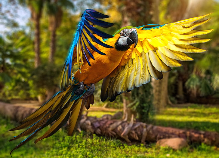Macaw 1080P, 2K, 4K, 5K HD wallpapers free download | Wallpaper Flare