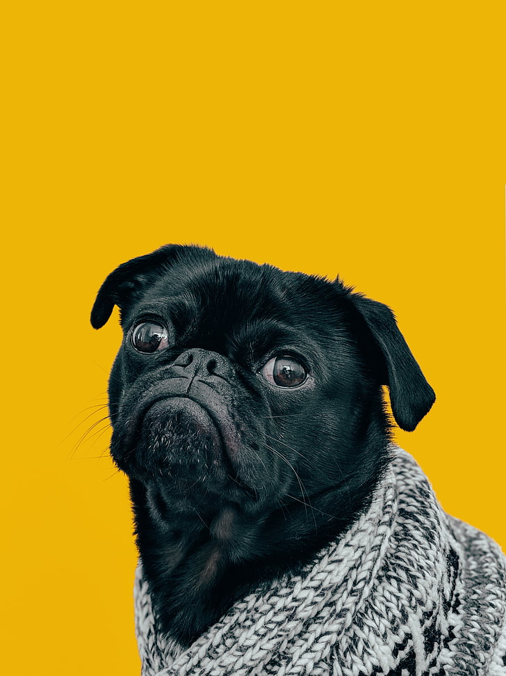 black pug, dog, muzzle, look, scarf, pets, animal, canine, purebred Dog, HD wallpaper