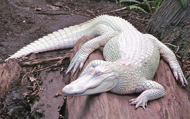 alligators, albino, nature, animals, HD wallpaper