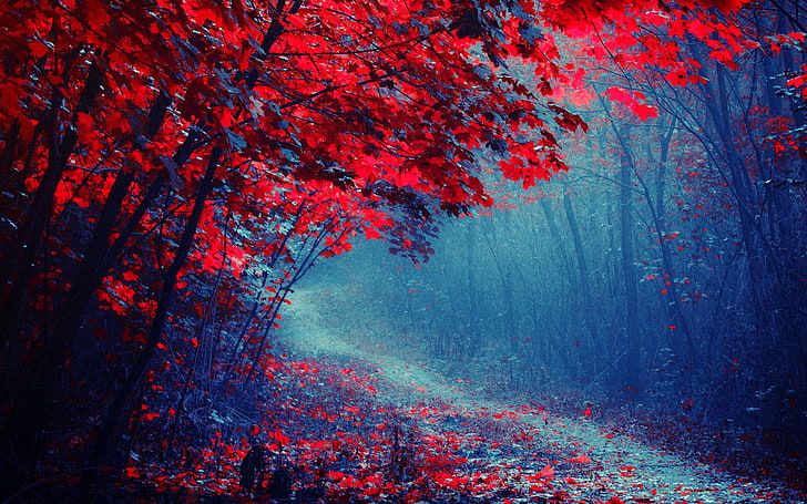 red leaf tree, road, autumn, forest, trees, fog, Park, path, the crimson, HD wallpaper