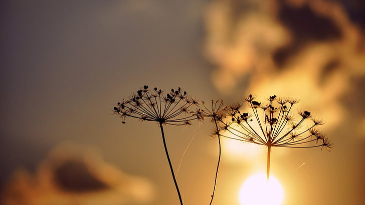 silhouette photography of dandelion, sunlight, nature, plants, HD wallpaper