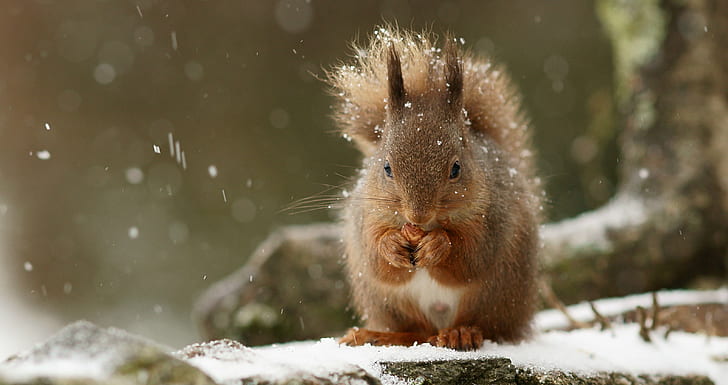 brown squirrel eating during daytime, rodent, snow, animal, nature, HD wallpaper