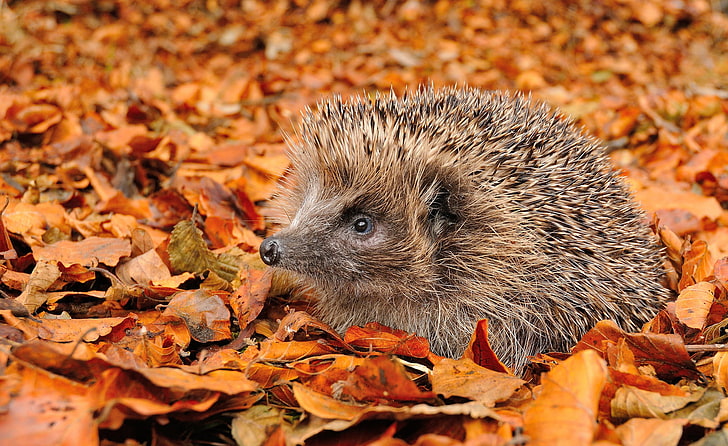 brown hedgehog, grass, autumn, foliage, animal, mammal, wildlife, HD wallpaper
