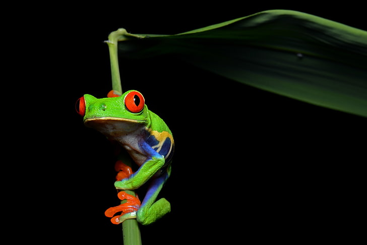frogs redeyed tree frog amphibians Animals Frogs HD Art, Red-Eyed Tree Frog