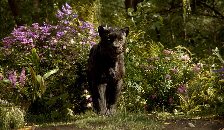 Panther, Bagira, The Jungle Book, HD wallpaper