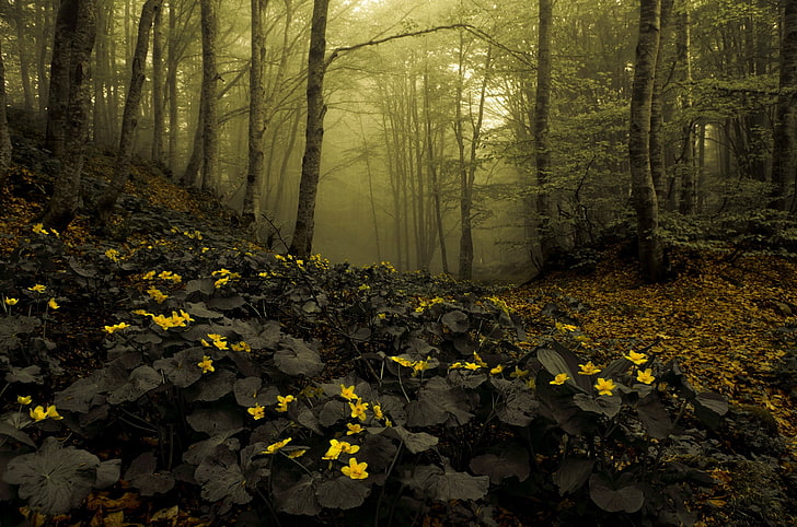yellow petaled flowers, nature, forest, mist, deep forest, brown, HD wallpaper