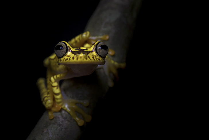 amphibian, frog, stare, wildlife, HD wallpaper