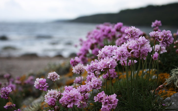 close-up photography purple petaled flower, nature, landscape, HD wallpaper