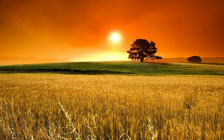 landscape, wheat, field, grain, trees, color correction, HD wallpaper