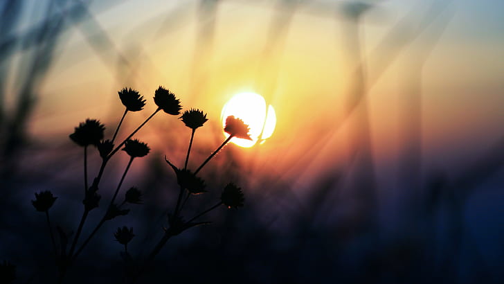 silhouette photo of flowers, Dawn, canon  30D, golden, sunlight, HD wallpaper