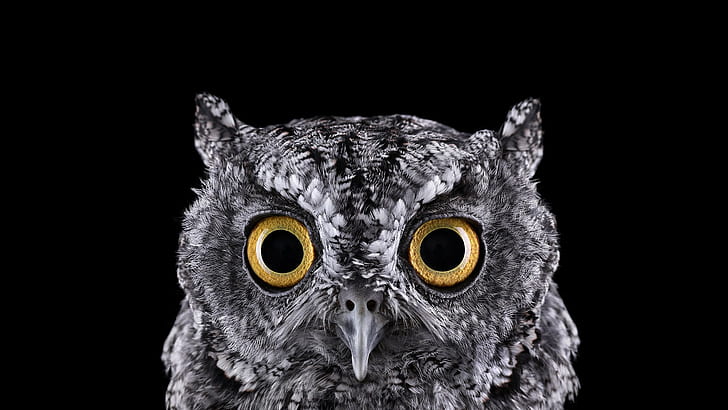 nature, owl, photography, birds, selective coloring, animals