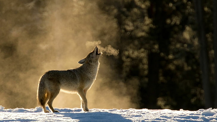 wolf howling, winter, snow, breath, cold, wild animal, wildlife, HD wallpaper