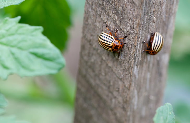 two White-Lined June beetle, CPB, Colorado Potato Beetle, small farm