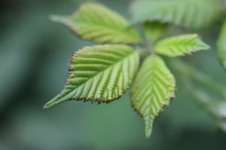 green leaf plant, makro, nature, close-up, green Color, macro, HD wallpaper