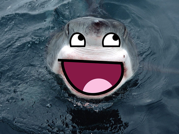 meme, sharks, HD wallpaper