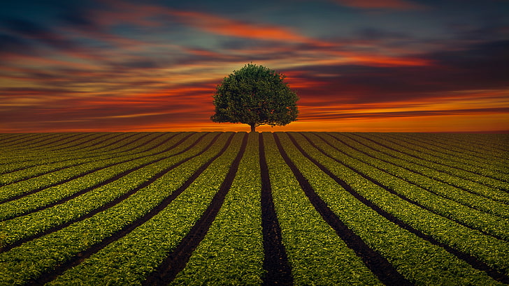 landscape, lanes, lines, evening, sunlight, lonely tree, agriculture