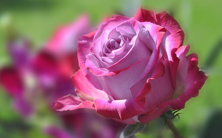 Pink flower, petals, rose