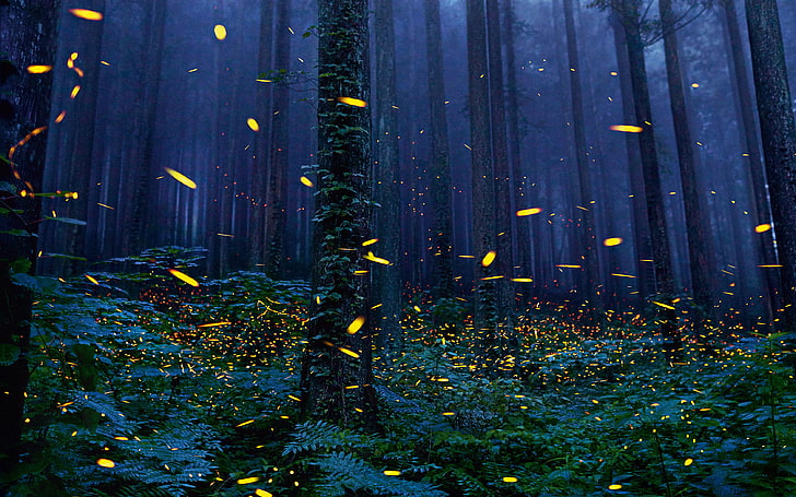forest field, fireflies, les-tuman-paportniki, no people, plant, HD wallpaper