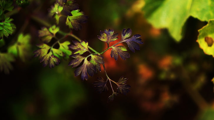 photography, macro, depth of field, leaves, purple, leaf, plant part, HD wallpaper