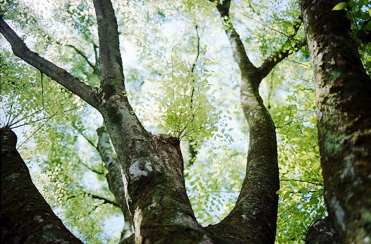 HD wallpaper: Spring Vintage Background, Nature, Green, Tree, Japan, Vista  | Wallpaper Flare