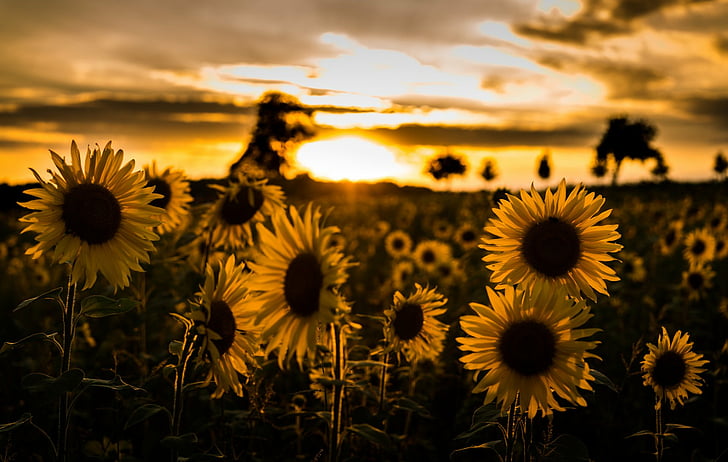 HD wallpaper: Flowers, Sunflower, Field, Nature, Summer, Sunset, Yellow  Flower | Wallpaper Flare