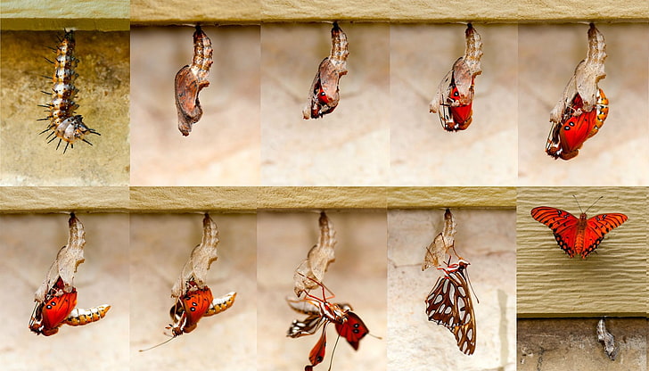 animals, butterfly, hanging, side by side, variation, no people