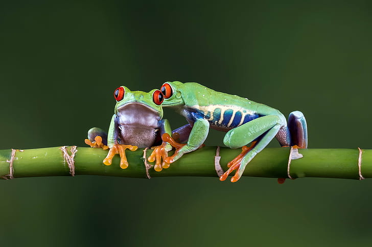 two green Poison dart frogs on green bamboo stick, Seeing eye