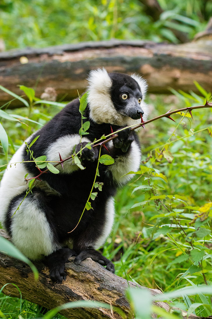ruffed lemur, astonishment, branches, one animal, mammal, animal wildlife, HD wallpaper