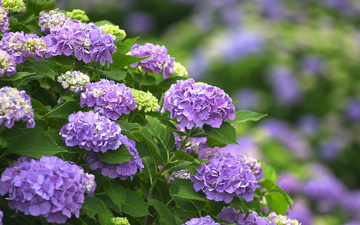 Purple flowers, hydrangea