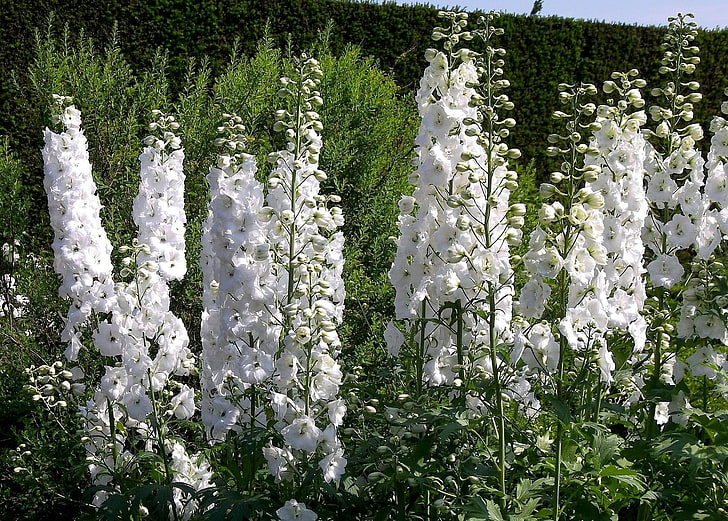 white flowers, delphinium, green, nature, plant, outdoors, tree, HD wallpaper