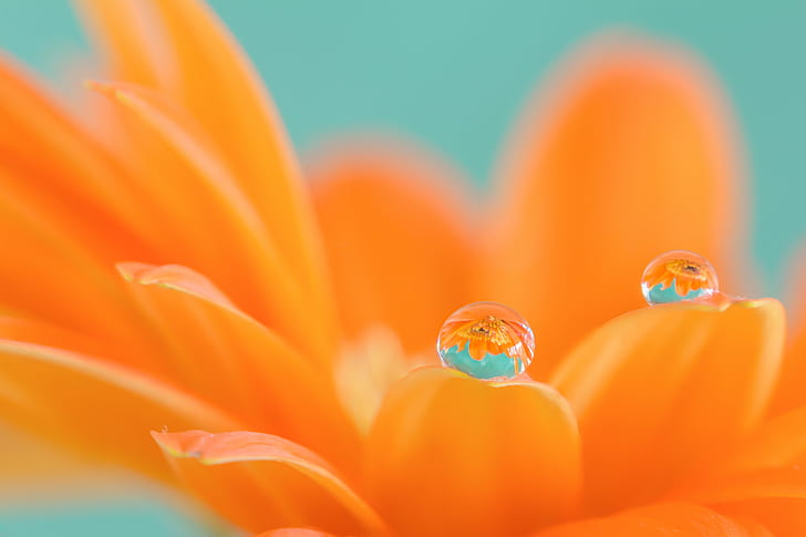 orange Daisy flower in bloom with dew drop, gerbera, gerbera, HD wallpaper