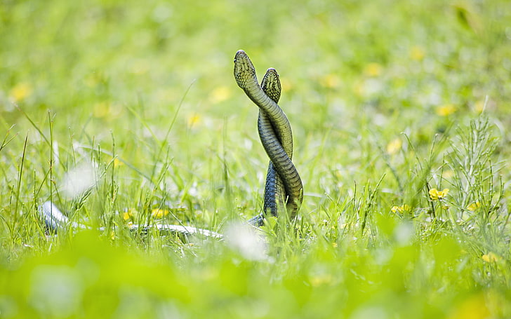 two green snakes on grass, animals, reptiles, animal themes, plant