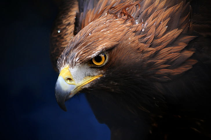 Golden Eagle, vulture, beak, background, HD wallpaper
