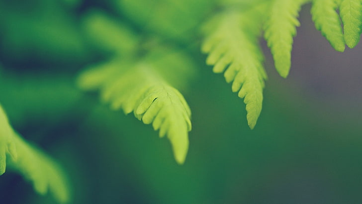 green leaves, plants, leaf, plant part, green color, close-up, HD wallpaper