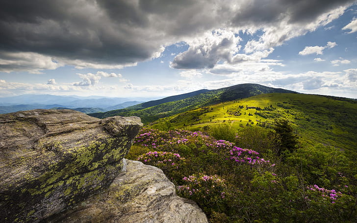 Appalachian Trail Roan Peaks Rhododendron Flowers Roan Mountain Nature Landscape Wallpaper Hd 1920×1200