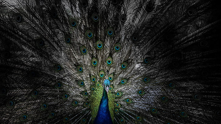 2736x1824px | free download | HD wallpaper: nature, bird, peacock, feather,  peacock feather, animal themes | Wallpaper Flare