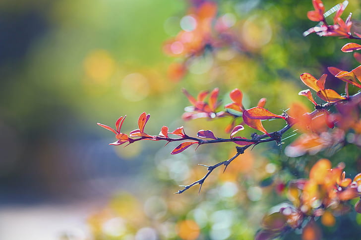 red leaf plant selective photography, Autumn Leaves, fall, autumn  colors, HD wallpaper