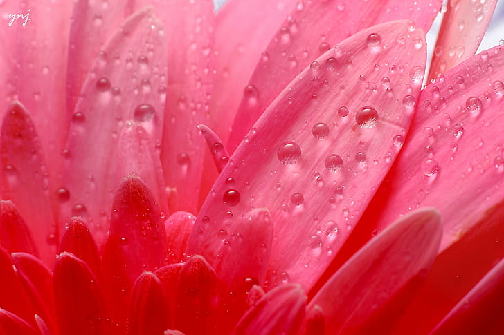 pink Gerbera Daisy with water drops, Flower, Canon Rebel, XS