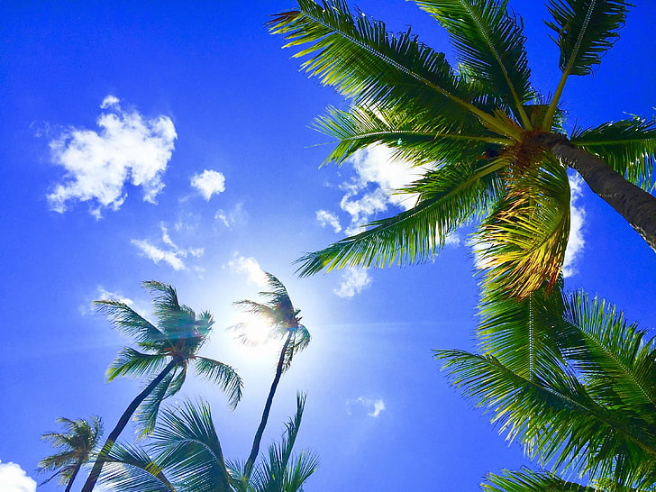 coconut tree, palms, tropics, hawaii, aloha, sky, palm Tree, summer, HD wallpaper