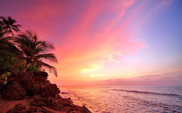 tropical, plants, landscape, beach, sea, sky, water, sunset, HD wallpaper
