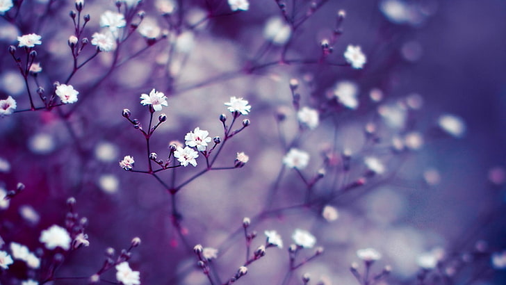 white flowers, macro, depth of field, twigs, nature, springtime, HD wallpaper