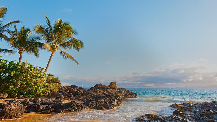 palm tree, romantic, united states, maui, makena cove, hawaii, HD wallpaper