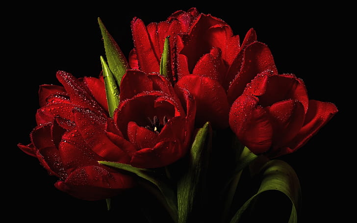 Red Tulips Bouquet, HD wallpaper