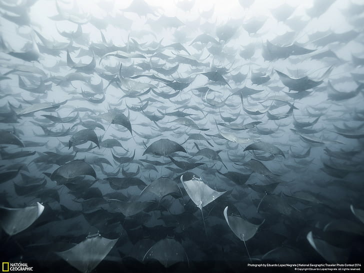 Stingray Ocean Underwater HD, animals, HD wallpaper