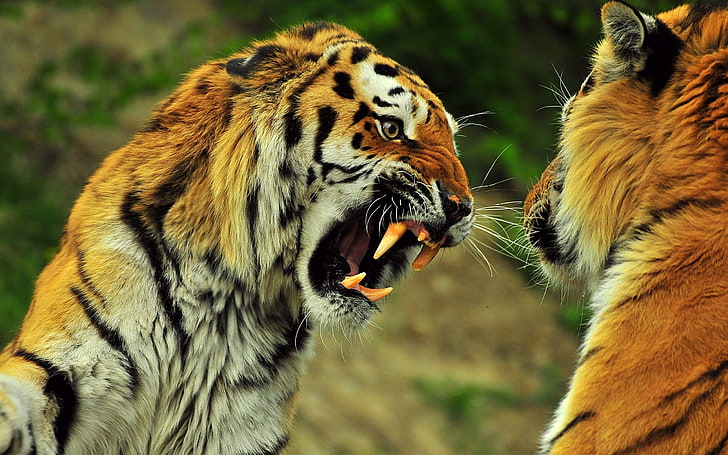 two tiger animals, tigers, couple, fight, battle, teeth, anger