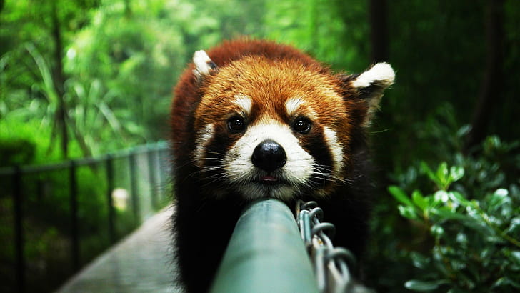 Red panda amazing, brown-and-white fur animal, animals, Amazing Animals, HD wallpaper