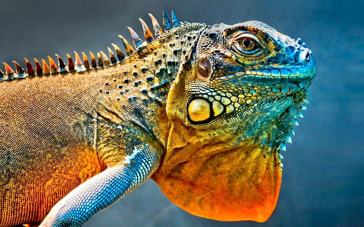 Reptiles, Iguana, Colorful, Lizard, animal, animal themes, one animal, HD wallpaper