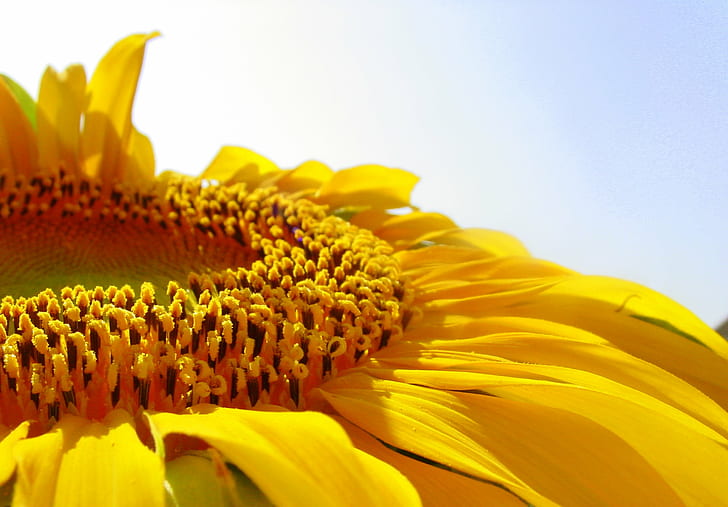 closeup photography of yellow sunflower in bloom, petals, sunflowers, HD wallpaper