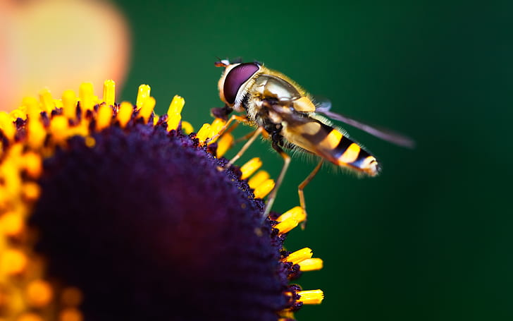 Insects, Bee, HD wallpaper